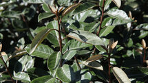 Elaeagnus ebbingei, 60-80 cm Kluit, Olijfwilg