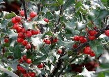 Ilex meserveae 'Heckenfee' , 100-125 kluit, Amerikaanse hulst ®