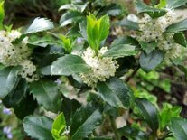 Ilex meserveae 'Heckenstar', 175-200 kluit, Amerikaanse hulst ®