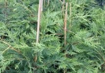 Cupressocyparis leylandi, 100-125 5L, Leylandcypres