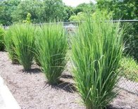 Panicum virg. 'Northwind', 20-30 cm P9, Vingergras
