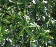 Pachysandra terminalis 'Green Sheen', Schaduwkruid