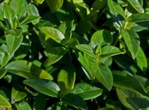 Vinca minor P9, Kleine Maagdenpalm