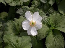 Anemone hybrida 'Honorine Jobert', Herfstanemoon