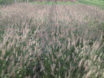 Pennisetum alop. 'Hameln' 1.5L,Lampepoetsergras