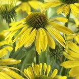 Echinacea 'Sunrise', ® Zonnehoed