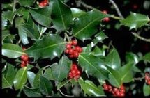 Ilex aquif. 'J.C.Van Tol', 60-80 5L, Hulst