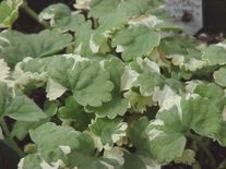Glechoma hederacea 'Variegata', Hondsdraf