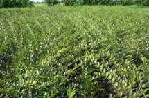 Lonicera pileata, 20-30 cm, 1.5L Kamperfoelie