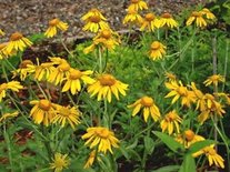 Helenium hoopesii, Zonnekruid