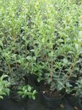 Osmanthus burkwoodii, 3L, 20cm, Schijnhulst