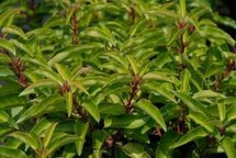 Prunus lus. 'Angustifolia' 3L, 30-50 Portugese laurier