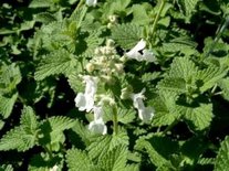 Nepeta faassenii 'Snowflake', Kattekruid
