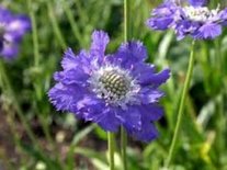 Scabiosa caucasica 'Perfecta', Duifkruid