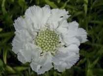 Scabiosa caucasica 'Perfecta Alba', Duifkruid