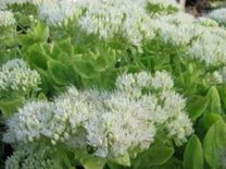 Sedum spectabile 'Iceberg', vetkruid