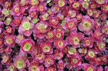 Sedum spurium, vetkruid