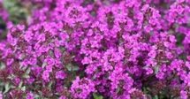 Thymus praecox 'Purple beauty', Siertijm