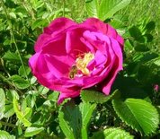 Rosa Rugosa, Bottelroos, 1+1 40-60, bosplantgoed