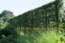 Acer camp. 'Elsrijk' , Lei-veldesdoorn, Voorgeleid met rek