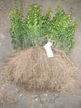 Buxus Sempervirens, Palmboom 20-30cm blote wortel