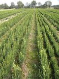 Buxus Sempervirens, Palmboom 30-35cm blote wortel