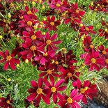 Coreopsis 'Red Satin', ® Meisjesogen