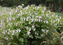 Symphytum grandiflorum 'Wisley Blue', Smeerwortel