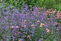 Nepeta faassenii 'Kit Cat', Kattekruid