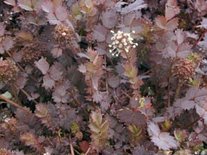 Acaena inermis 'Purpurea', Stekelnootje