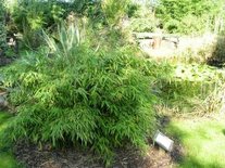 Fargesia murieliae 'Simba', Bamboe 15L 60/80