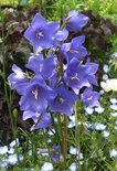 Campanula persicifolia 'Telham Beauty', Klokjesbloem