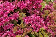 Sedum spurium 'Schorbuser Blut', Vetkruid