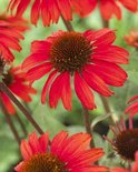 Echinacea 'Sunseekers Red', ® zonnehoed
