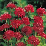 Knautia macedonica 'Red Knight', Beemdkroon