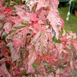 Acer conspicuum 'Red Flamingo',175-200 20L pot