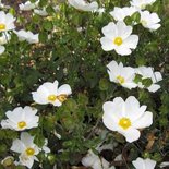 Cistus obtusifolius, P9 Rotsroos