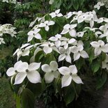 Cornus k. 'Teutonia', 125-150 45L meerstammig, Japanse grootbloemige kornoelje