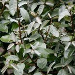 Elaeagnus ebbingei 'Compacta', 80-100 Olijfwilg
