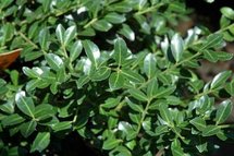Ilex cren. 'Green Lustre', 25-30 3L, Japanse hulst