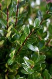 Ilex cren. 'Luxus Globe', 20-30 3L, Japanse hulst ®