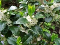 Ilex mes. 'Heckenstar', 100-125 Kluit, Amerikaanse hulst ®