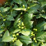 Ilex 'Nellie R. Stevens', 80-100 10L, Amerikaanse hulst ®