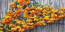 Pyracantha hybr. 'Golden Charmer', 60-80cm 3L, Vuurdoorn