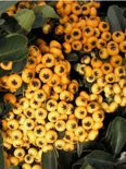 Pyracantha 'Saphyr Jaune', ® 150-175cm 12L, Vuurdoorn