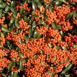 Pyracantha 'Saphyr Orange', ® 150-175cm 12L, Vuurdoorn