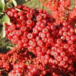 Pyracantha 'Saphyr Rouge', ® 150-175cm 12L, Vuurdoorn