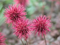 Acaena microphylla 'Kupferteppich', Stekelnootje