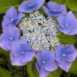 Hydrangea macro. 'Blaumeise', 20-40 cm 3L, Hortensia (Blue Sky)