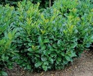 Prunus Laur. 'Etna', Laurierkers, Kluit 60-80